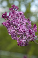 Syringa vulgaris 'Princesse Sturdza' in May, Lilac