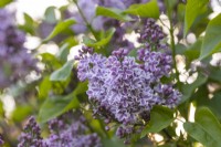 Syringa vulgaris 'Lila Wonder' in May, Lilac