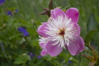 Paeonia 'Bowl of Beauty' Peony - June