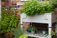 Kitchen Garden Raised Bed - Herbs  - Salvia splendens - Summer
