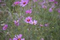 Cosmos Candyfloss Pink Sunrise  - annual - summer