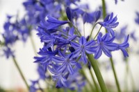 Agapanthus 'Brilliant Blue' - African lily - summer
