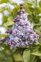 Syringa vulgaris 'Jules Simon' in May, Lilac