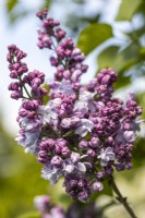 Syringa vulgaris 'Jules Simon' in May, Lilac

