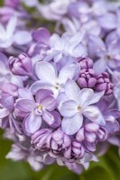Syringa vulgaris 'Olivier de Serres' in May, Lilac 
