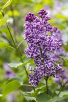 Syringa vulgaris 'Sensation' in May, Lilac