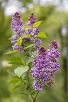 Syringa vulgaris 'Sensation' - Lilac