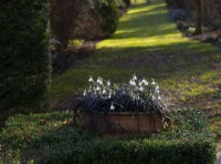 Galanthus James Blackhouse surrounded by Ophiopogon planiscapus nigrescens in a terracotta pot surrounded by Buxus
