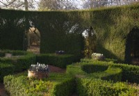 Galanthus 'James Blackhouse' and Ophiopogon planiscapus nigrescens in terracotta pots surrounded by Buxus topiary in the fountain garden at Thenford Arboretum.