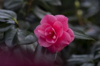 Camellia japonica R.L. Wheeler