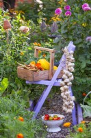 Trug of harvested vegetables and and garlic plaits hanging from the chair.