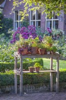 Potting bench full of terracotta pots planted with Fuchsia, Viola, Pelargonium and others in country garden.