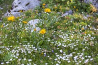 Alpine rocky meadow with Buphthalmum salicifolium and Silene alpestris.
