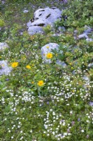 Alpine rocky meadow with Buphthalmum salicifolium, Euphorbia cyparissias, Helleborus niger foliage and Silene alpestris.