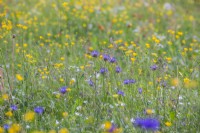 Alpine meadow with Phyteuma orbiculare - Round-Headed Rampion and Ranunculus acris - Buttercups.