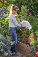 Woman collecting romaine lettuce seeds. Covering the lettuce seedhead with a fleece bag.