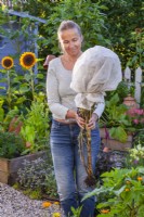 A woman collecting romaine lettuce seeds, the seedhead has covered with a fleece bag.