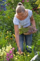 Woman picking Calendula officinalis and Origanum vulgare from a herb bed.