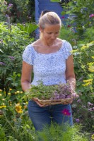 Woman holding tray with harvested oregano - Origanum vulgare.