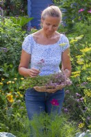Woman holding tray with harvested oregano - Origanum vulgare.