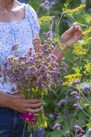 Woman picking Foeniculum vulgare and Origanum vulgare from a herb bed.