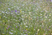 Wild flower meadow with Daucus carota - wild carrots, Crepis biennis - hawksbeard, Allium carinatum subsp. carinatum - keeled garlic and others.