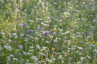 Wild flower meadow with Daucus carota - wild carrots, Crepis biennis - hawksbeard, Allium carinatum subsp. carinatum - keeled garlic and others.