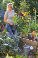 A woman is planning to plant Calendula officinalis - pot marigolds in the kitchen garden.