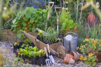 Wooden wheelbarrow leek seedlings, plastic crates with radicchio seedlings and tools.