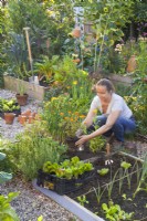 A woman planting annual flowers - Calendula officinalis next to a vegetable bed to attract beneficial wildlife.