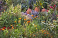 Kitchen garden full of flowers including Tagetes tenuifolia, Calendula officinalis, Echinacea purpurea 'White Swan' and Dahlia to attract beneficial wildlife.