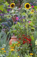 A kitchen garden with vegetables combined with flowers to attract beneficial wildlife. Flowers including Calendula officinalis, Zinnia, Helianthus annuus, Verbena bonariensis, Tropaeolum majus and Dahlia.