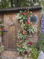 Hanging containers on wall of garden shed with summer bedding annuals