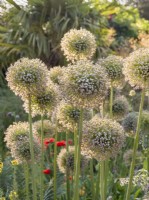Allium giganteum - fading flowers and seedheads