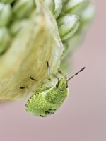 Palomena prasina - Green Shield Bug 3rd instar nymph on Allium bud