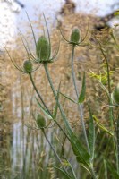 Bristly cone shaped flower heads of Dipsacus fullonum - teasel with Foeniculum vulgare - fennel