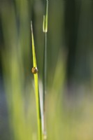 Snail on Muhlenbergia capillaris - Muhly grass