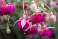 Fuchsia 'Garden News'