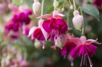 Fuchsia 'Garden News'