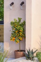 Citrus mitis Calamondin in a pot. Hamptons Mediterranean Garden, Designer: Filippo Dester Garden Club London, RHS Chelsea Flower Show 2023