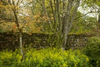 Acer and Euphorbia next to a stone wall in Cawdor Castle Gardens.