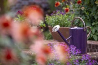 Purple watering can