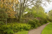 Spring foliage: Acers, Euphorbia and Rhododendron along a path in Cawdor Castle Gardens.