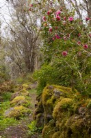 Camellias along a moss covered path in the Abriachan Nurseries.