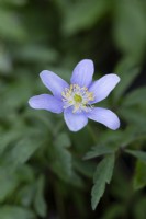 Anemone nemorosa 'Blue Beauty'