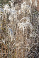 Frosted Miscanthus sinensis 'Kaskade'