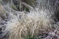 Frosted Pennisetum alopecuroides 'Hameln'