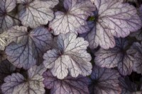 Heuchera 'Pools of Purple' - Coral Bells