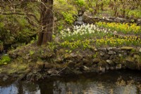 Narcissus on a small rocky island surrounded by a stream at Dunvegan Castle Gardens.