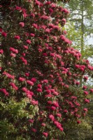 Rhododendron arboreum subs. zeylanicum a large red rhododendron in  Inverewe Garden.